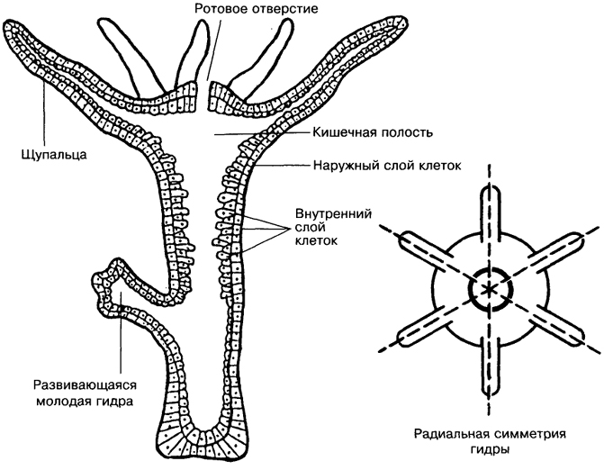 Кракен вход krakens13 at