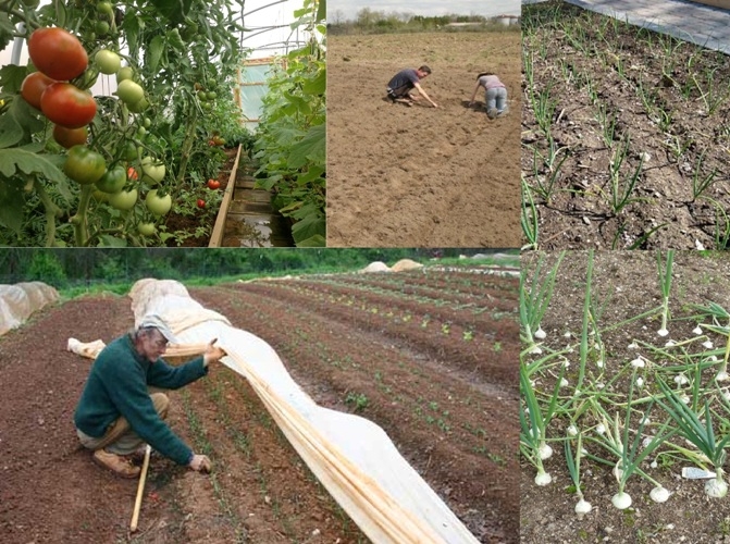 Кракен сайт официальный onion